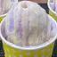 Streetcar Snoballs - Emerald Coast logo